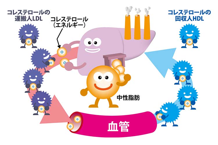 脂質異常症の仕組みの図